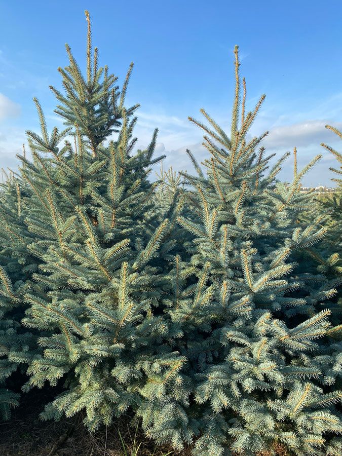 Baum