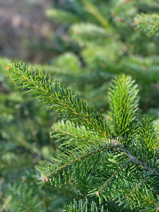 Baum