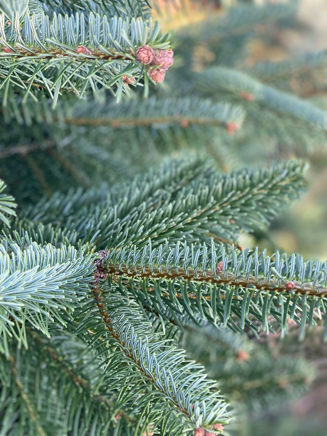 Baum