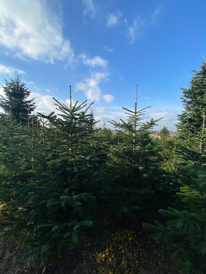Baum